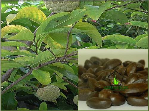 Custard Apple Fruit Tree Seeds (Annona Squamosa)