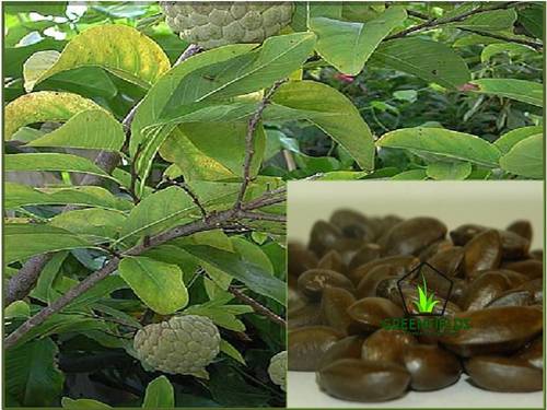 Custard Apple Fruit Tree Seeds (Annona Squamosa) Purity: 80%