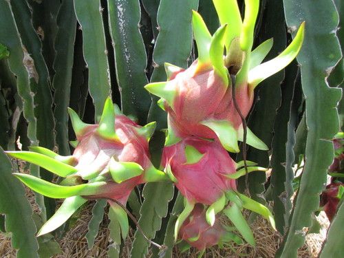 White Flesh Dragon Fruit