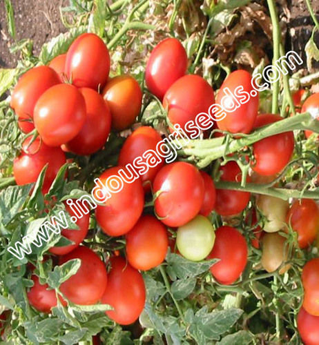 Agriculture Tomato Seeds