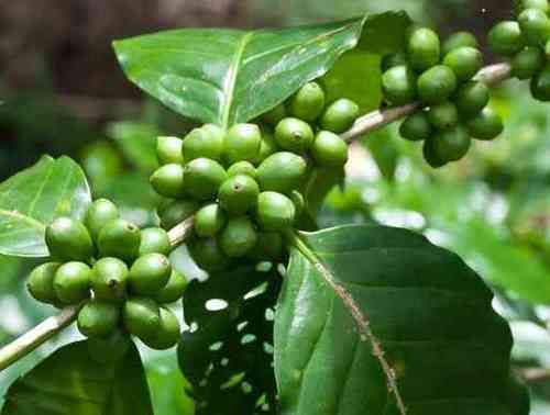 Green Coffee Bean Extract (Chlorogenic Acid 45%-60%)