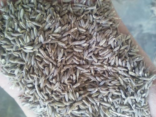 Grey Export Quality Cumin Seed