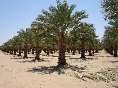 Date Palm Plant