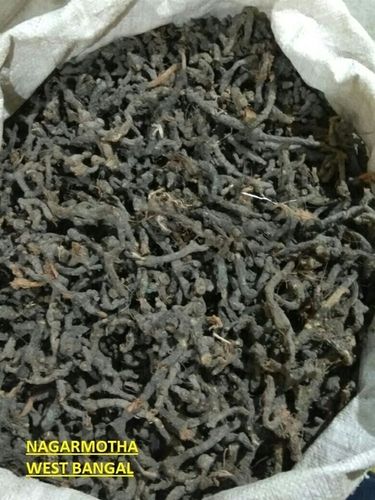 Nagar Motha Roots (Cyperus Scariosus)