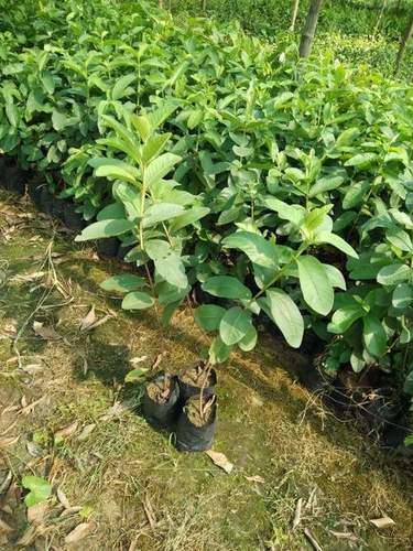 Grafted Hybrid Guava Plant