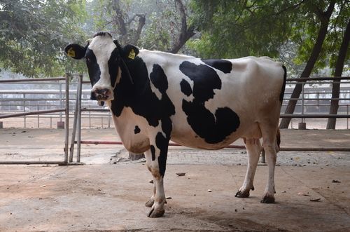 Holstein Friesian Cows Gives Long Term Milk