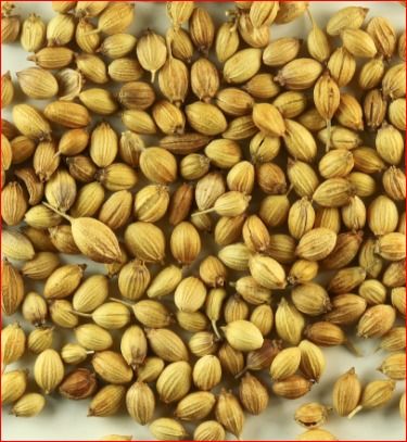 Whole Dry Coriander Seeds