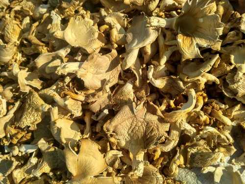 Creamy High Grade Dried Oyster Mushroom