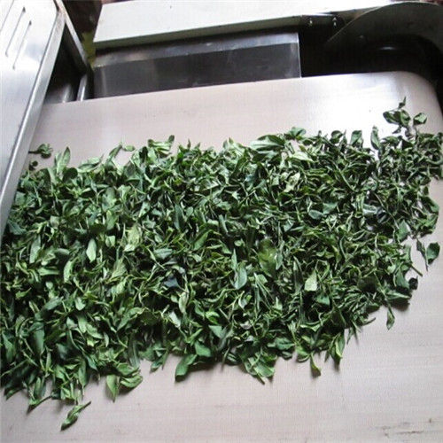 Automatic Industrial Green Tea Dryer Tea Processing Machine