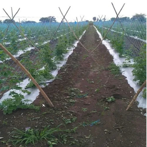 Bitter Gourd Plant Climbing Net