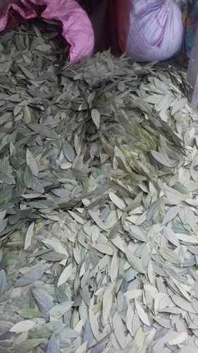 Greenish Bay Leaf (Tejpat)