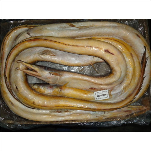 Eel Fish In Chennai, Tamil Nadu At Best Price