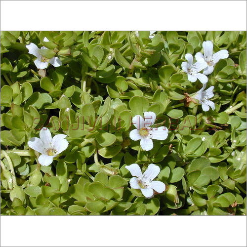 Bacopa Monnieri