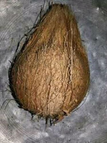  सेमी हस्क वाला नारियल