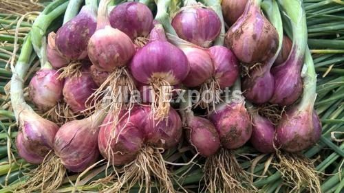 Bangalore Rose Onion