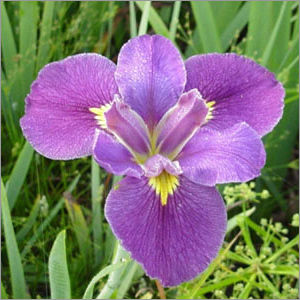 Colchicine