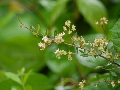 Green Henna Leaves (Lawsonia Inermis)