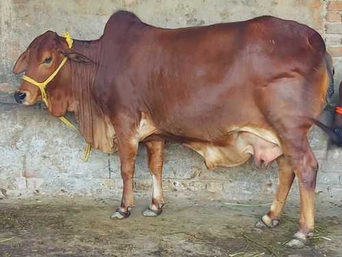 High Milking Sahiwal Cow for Farming Use