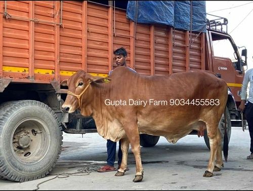 Top Quality Sahiwal Cow