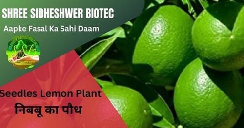 Green Desi Lemon Plant For Nursery