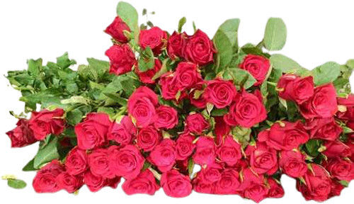 Dutch Red Stick Roses Shelf Life: 1 Week