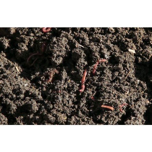 Top Grade Vermicompost (Javik Khaad Kechua) Application: Agriculture