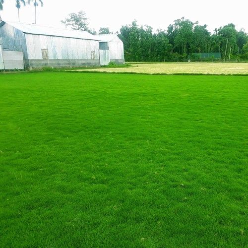 Natural Green Mexican Carpet Grass