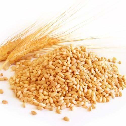 Brown Natural Fresh Wheat Grain - Grade: Food Grade