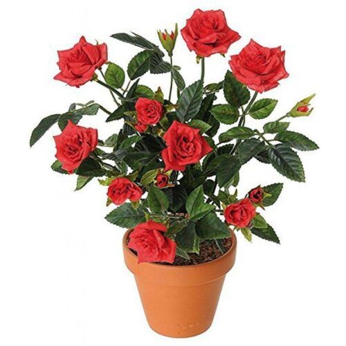 Expression Of Love Red Rose Plant For Gardening 