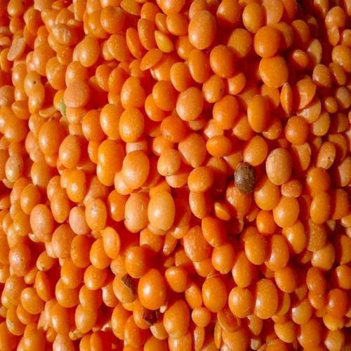 A Grade Commonly Cultivated Pure And Dried Whole Masoor Dal