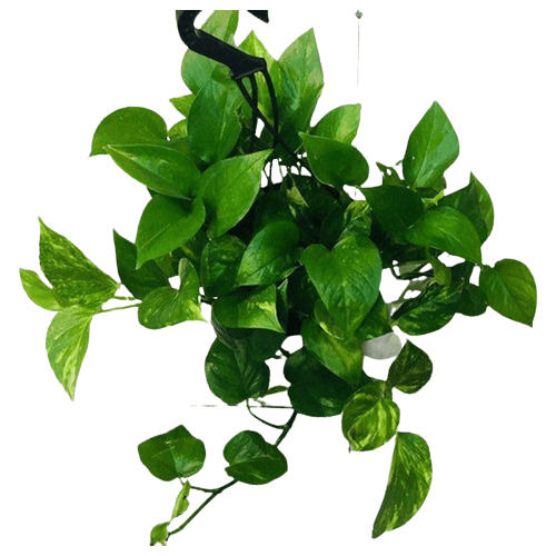 Easy To Grow Natural Money Plant