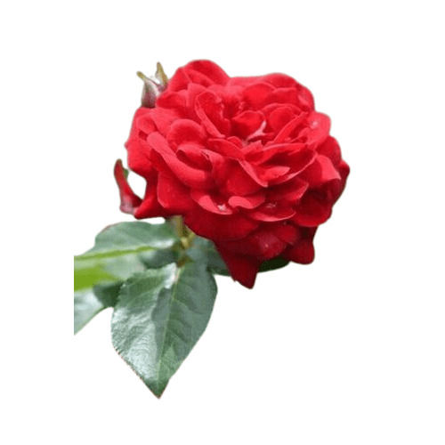 Pleasant Aroma Featured Naturally Bright And Dazzling Red Rose Plant Shelf Life: 1 Years