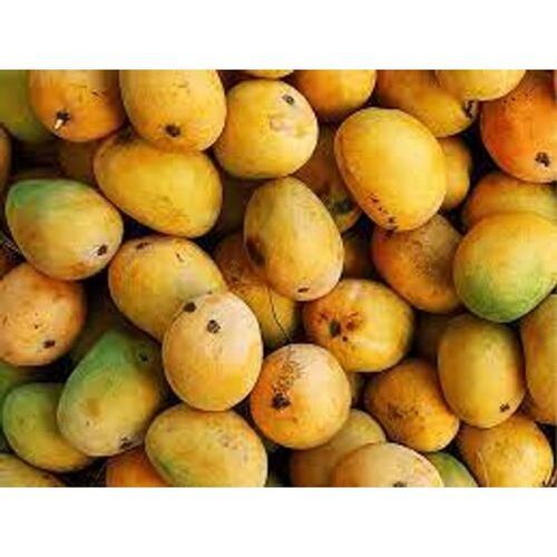 100% Natural Indian Originated Delicious Delightful And Tasty Fresh Mangoes