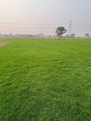  वृक्षारोपण के लिए 99% शुद्ध स्वच्छ रूप से संसाधित हरी घास के बीज मिश्रण (%): 1% 