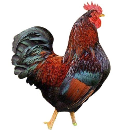 Farming Brown And Black Live Country Chicken