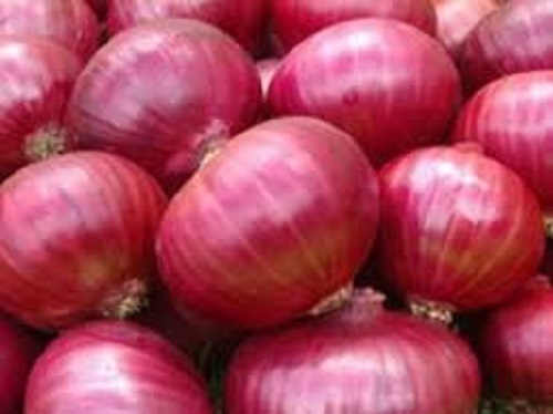 प्राकृतिक और शुद्ध सामान्य रूप से खेती किया जाने वाला खेत ताजा लाल प्याज