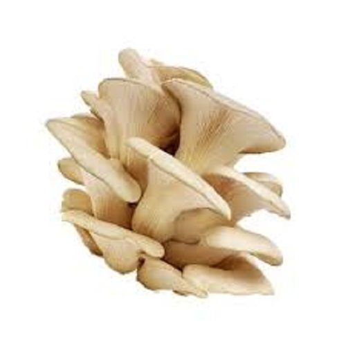 oyster mushroom