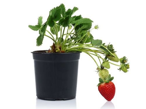 Sawtooth Edged Fast Growing Capacity And Fleshy Buds Red Strawberry Plant