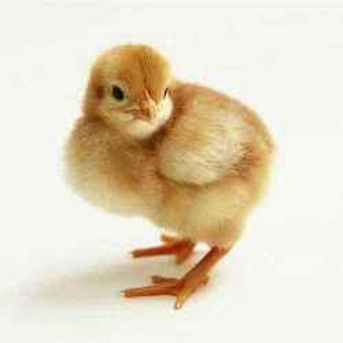 Poultry Farm Chicks - A Grade Small Whole Chicks Healthy and Nutrient-Enriched Disease Free Ideal for Eating and Breeding