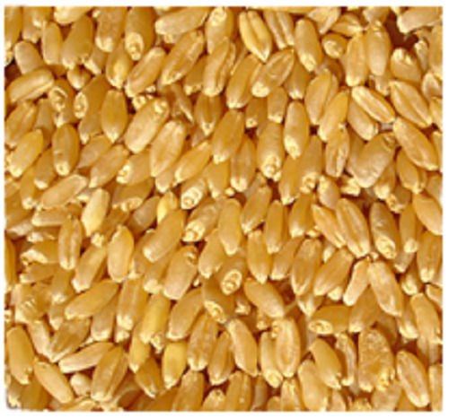 Commonly Cultivated Natural Food Grade Golden Dried Wheat Grain 50 Kilogram Pack