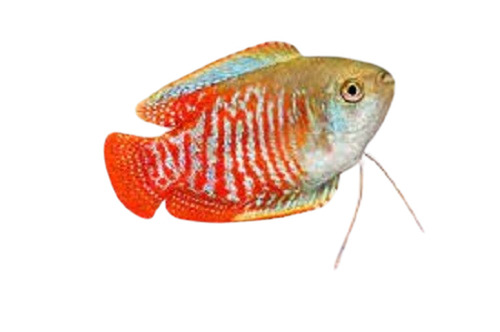 Disease Free Healthy Colorful Freshwater Aquarium Fish