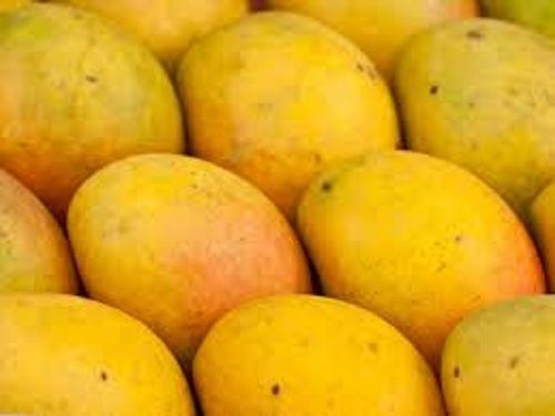 100% Fresh Indian Origin Yellow Oval Shape Sweet Taste Healthy Mango
