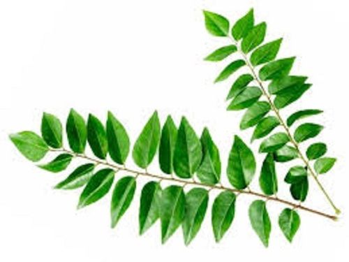 Green Fresh Raw Naturally Grown Curry Leaves Shelf Life: 3 Days