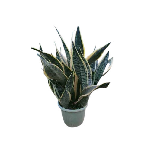 Sansevieria Long Bare Root Outdoor Plants