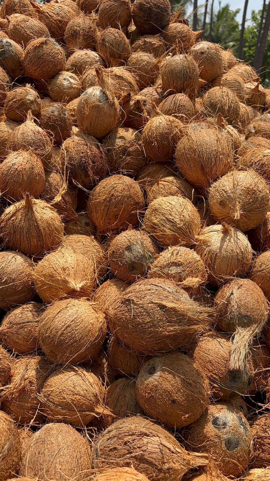 Organic Orange - Whole Fruit, Sweet And Sour Taste | Ideal For Snacks, Juices, And Jams In Plastic Bag