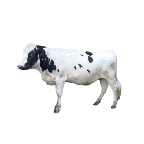 Healthy And Disease Free Hf Cow