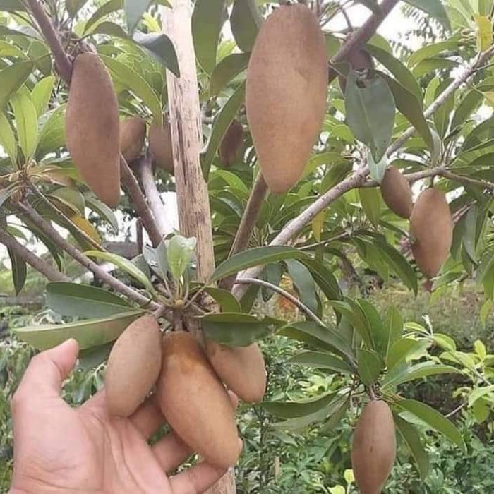 Chiku Plant - Various Sizes Available, Green Color | Healthy Growth, Low Maintenance, Ideal for Well Water
