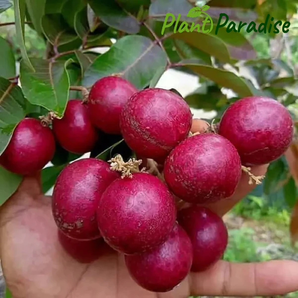 Exotic Thai Longan Plant - Green, Various Sizes | Low Maintenance, Well Watered, Specific Soil Requirements
