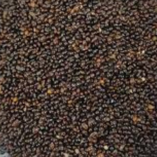 BLACK LITTLE MILLETS KUTKI