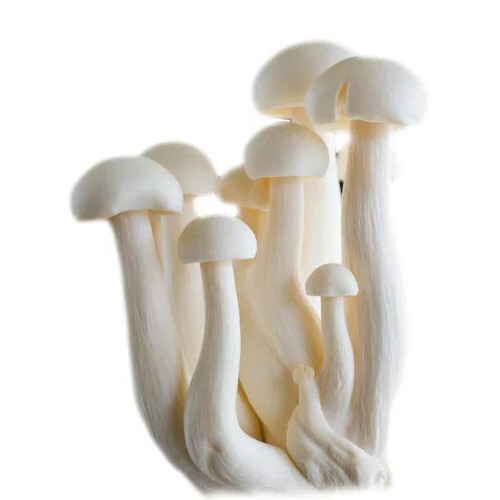 Milky Farm Fresh Mushrooms